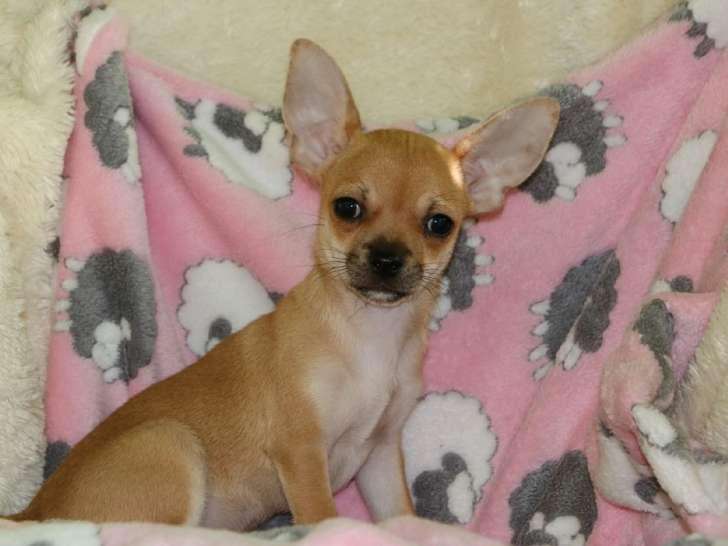 À vendre un chiot Chihuahua mâle LOF