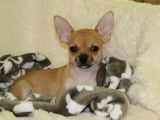 &Agrave; vendre un chiot Chihuahua m&acirc;le LOF