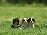 3 chiots Cavalier King Charles LOF à réserver