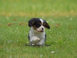 3 chiots Cavalier King Charles LOF à réserver