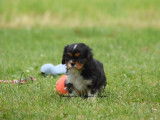 3 chiots Cavalier King Charles LOF à réserver