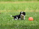 3 chiots Cavalier King Charles LOF à réserver