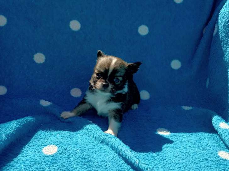 3 chiots mâles Chihuahua non LOF à vendre