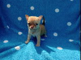 3 chiots mâles Chihuahua non LOF à vendre