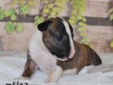 Chiots Bull Terrier LOF à réserver