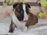 Chiots Bull Terrier LOF à réserver