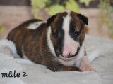 Chiots Bull Terrier LOF à réserver