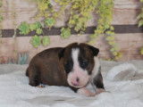 Chiots Bull Terrier LOF à réserver