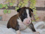 Chiots Bull Terrier LOF à réserver
