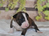 Chiots Bull Terrier LOF à réserver