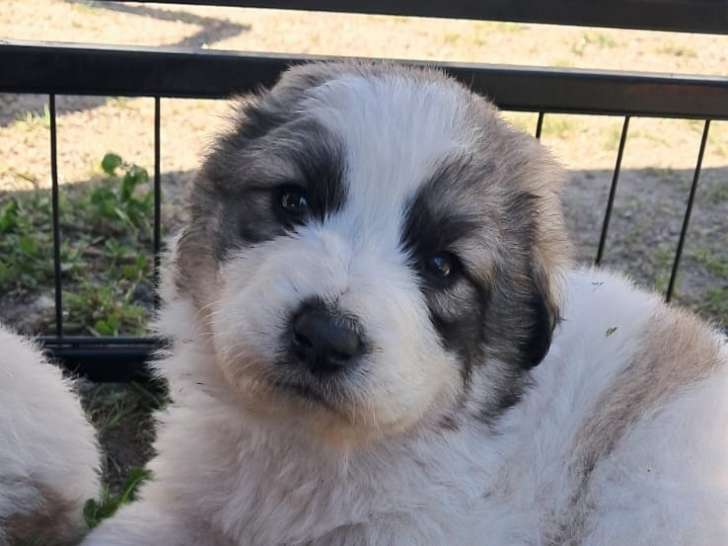Chiots de type Chien de Montagne des Pyrénées à vendre (2 femelles & 5 mâles)