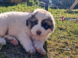 Chiots de type Chien de Montagne des Pyrénées à vendre (2 femelles & 5 mâles)