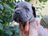 À réserver : 9 chiots Cane Corso LOF
