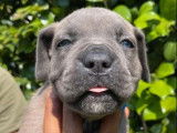 À réserver : 9 chiots Cane Corso LOF