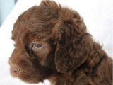 3 chiots Lagotto Romagnolo LOF, disponibles à l’achat