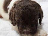 3 chiots Lagotto Romagnolo LOF, disponibles à l’achat