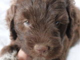 3 chiots Lagotto Romagnolo LOF, disponibles à l’achat