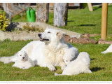 Un chiot mâle Berger Blanc Suisse LOF à vendre