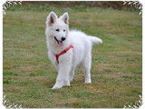 Un chiot mâle Berger Blanc Suisse LOF à vendre