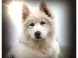 Un chiot mâle Berger Blanc Suisse LOF à vendre