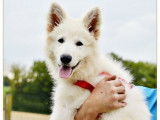 Un chiot mâle Berger Blanc Suisse LOF à vendre