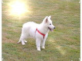 Un chiot mâle Berger Blanc Suisse LOF à vendre