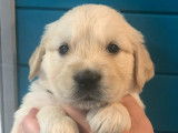 11 chiots Golden Retrievers LOF à réserver