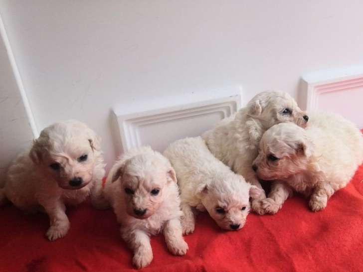 À réserver : 5 chiots Bichons Frisés LOF