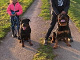 Une chienne Rottweiler LOF à vendre