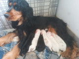 Chiots Cocker Spaniel à vendre