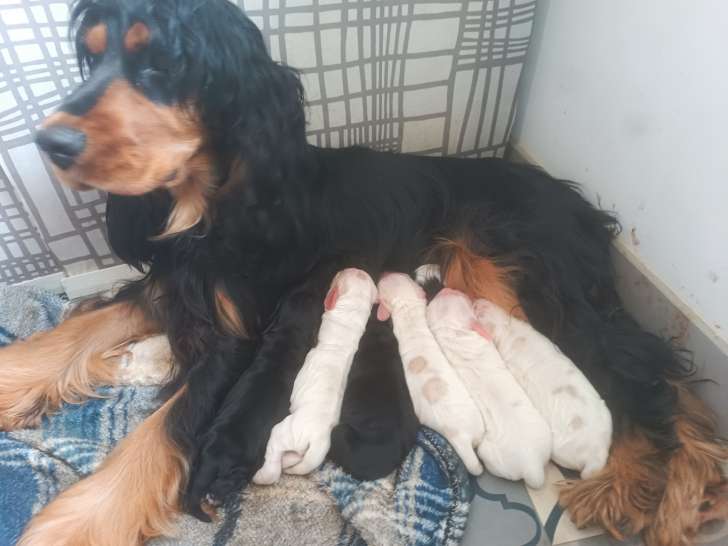 Chiots Cocker Spaniel à vendre