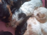 Chiots Cocker Spaniel à vendre
