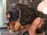 Chiots Cocker Spaniel à vendre