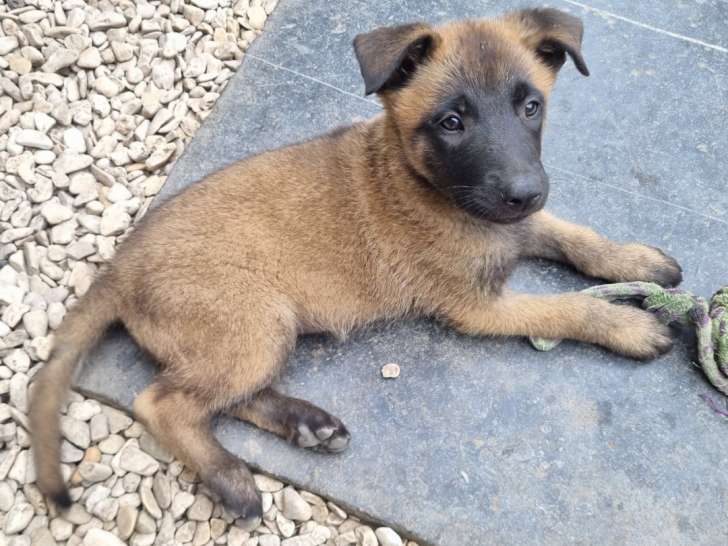 Chiots Malinois à vendre