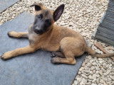 Chiots Malinois &agrave; vendre