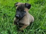 Chiots Malinois &agrave; vendre