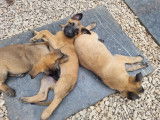Chiots Malinois &agrave; vendre
