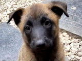 Chiots Malinois &agrave; vendre