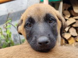 Chiots Malinois &agrave; vendre