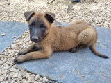 Chiots Malinois &agrave; vendre