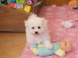 À vendre, un chiot mâle Bichon Frisé LOF