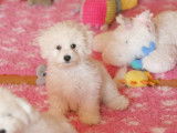 À vendre, un chiot mâle Bichon Frisé LOF