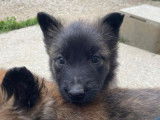 10 chiots Bergers Belges Tervuerens à vendre