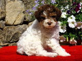 À vendre : chiots femelles Lagotto Romagnolo LOF