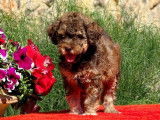 À vendre : chiots femelles Lagotto Romagnolo LOF