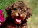 À vendre : chiots femelles Lagotto Romagnolo LOF