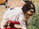 Des chiots femelles Lagotto Romagnolo disponibles à la vente