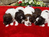 Des chiots femelles Lagotto Romagnolo disponibles à la vente