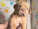 Chiots Dogue de Bordeaux à vendre