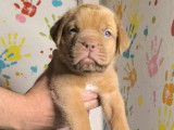 Chiots Dogue de Bordeaux à vendre